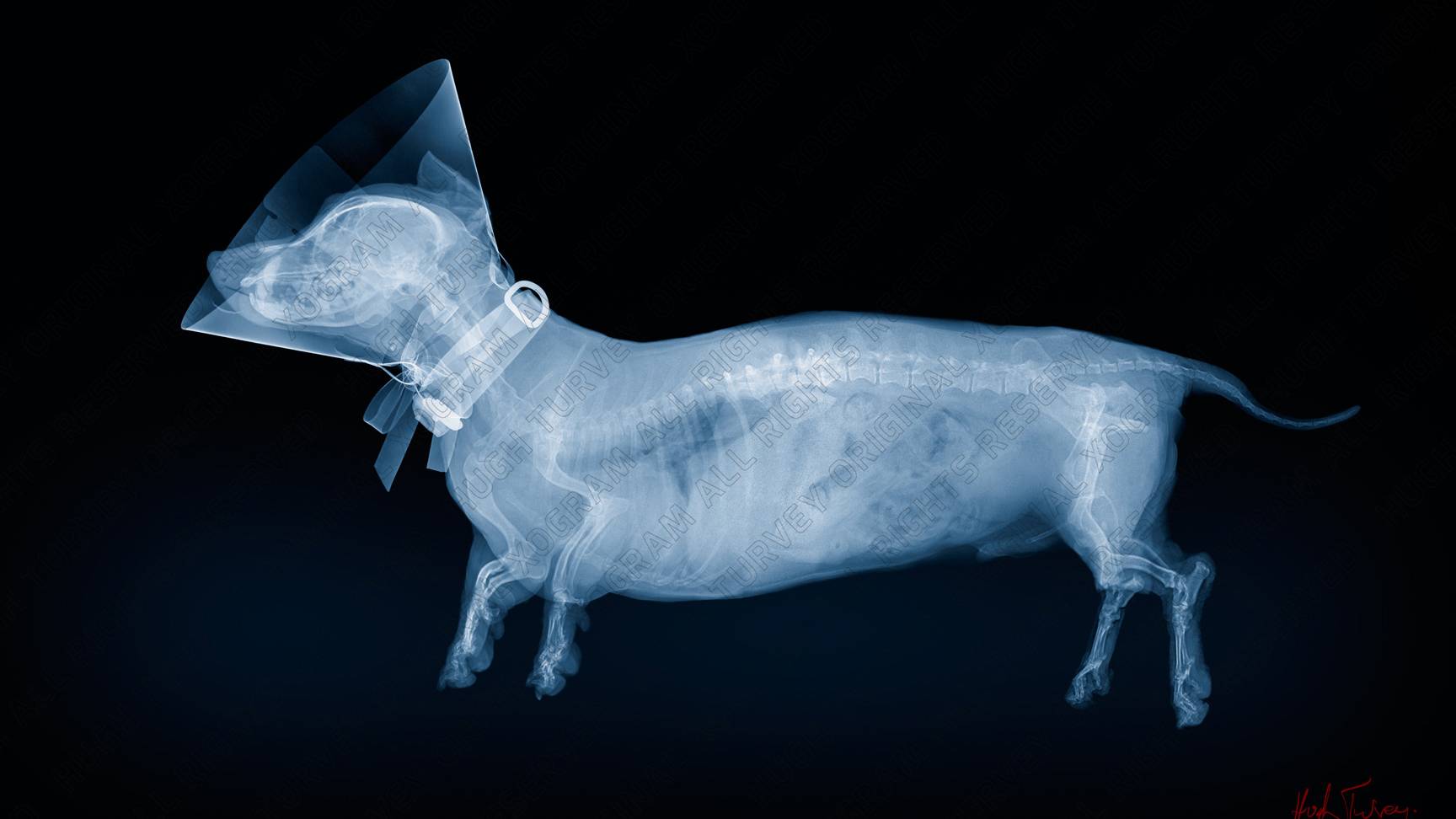 HUGH TURVEY ASIS HonFRPS - 