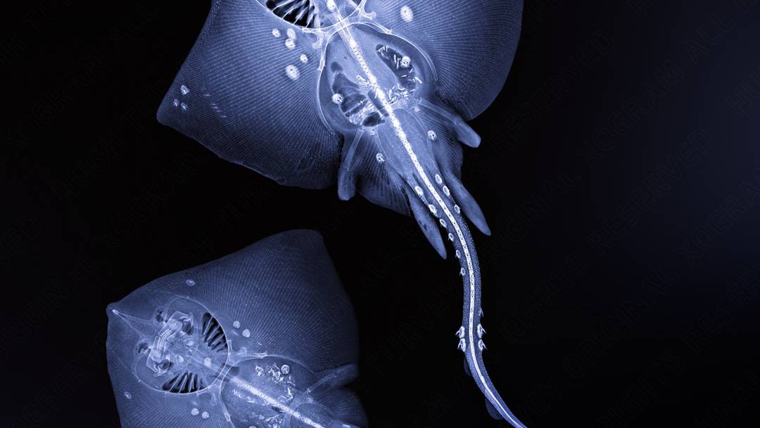 HUGH TURVEY ASIS HonFRPS - 