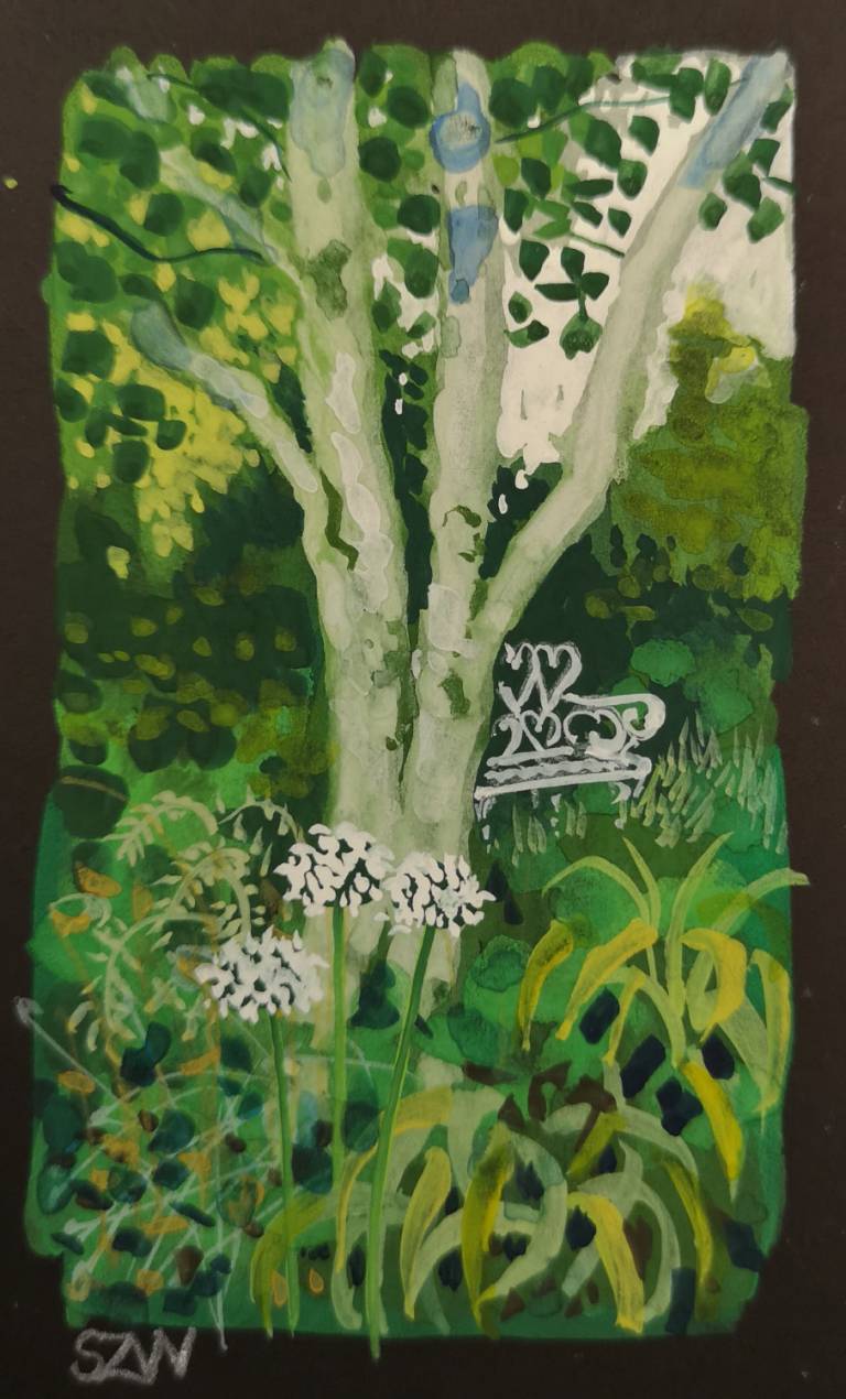 Silver Birch - Sarah Wimperis