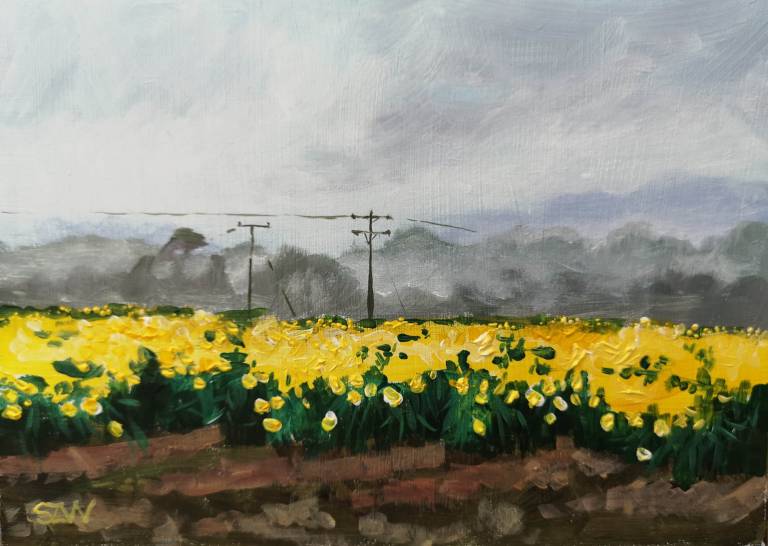 Spring St David's Day - Sarah Wimperis