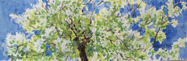 A Garden Sketchbook - Sarah Wimperis