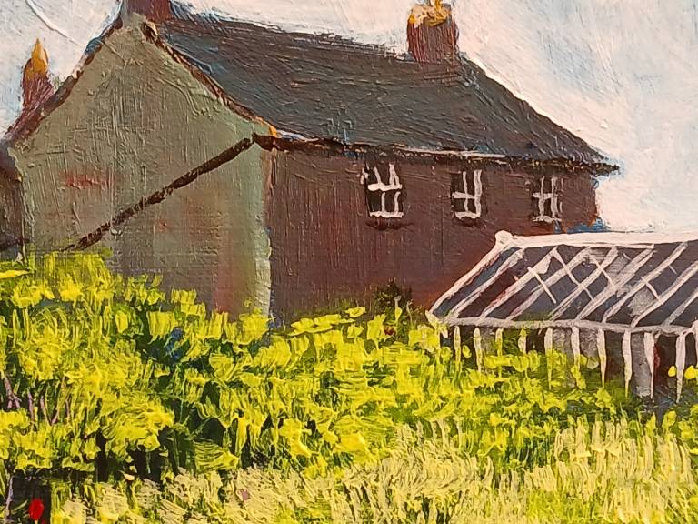 Sea Radish, St Martins. - Sarah Wimperis