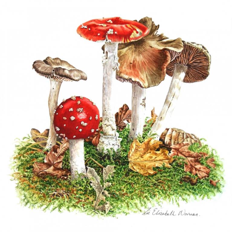 Woodland Mushrooms - Zoe Elizabeth Norman