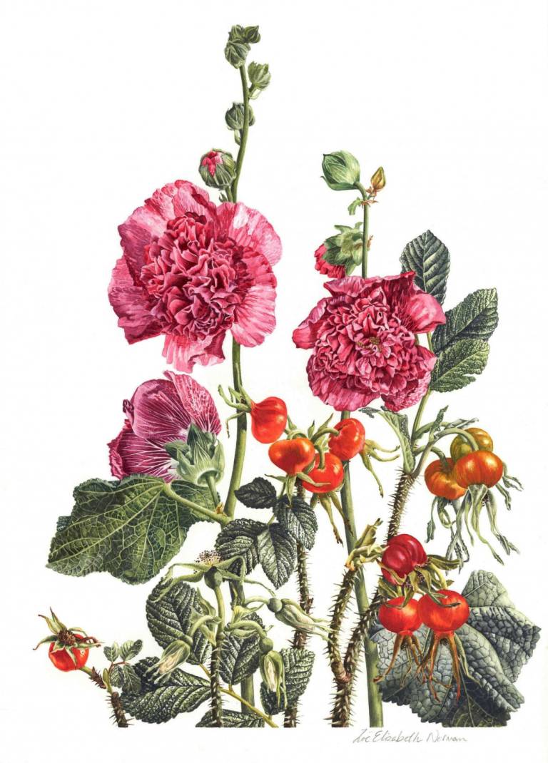 Hollyhocks and Rosa Rugosa - Zoe Elizabeth Norman