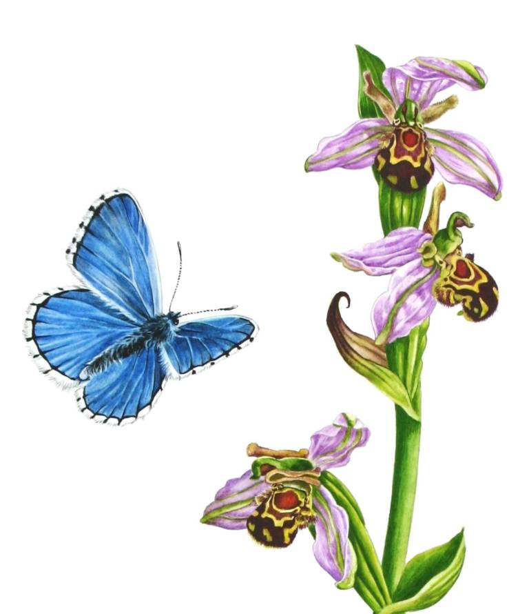 Bee Orchids - Zoe Elizabeth Norman