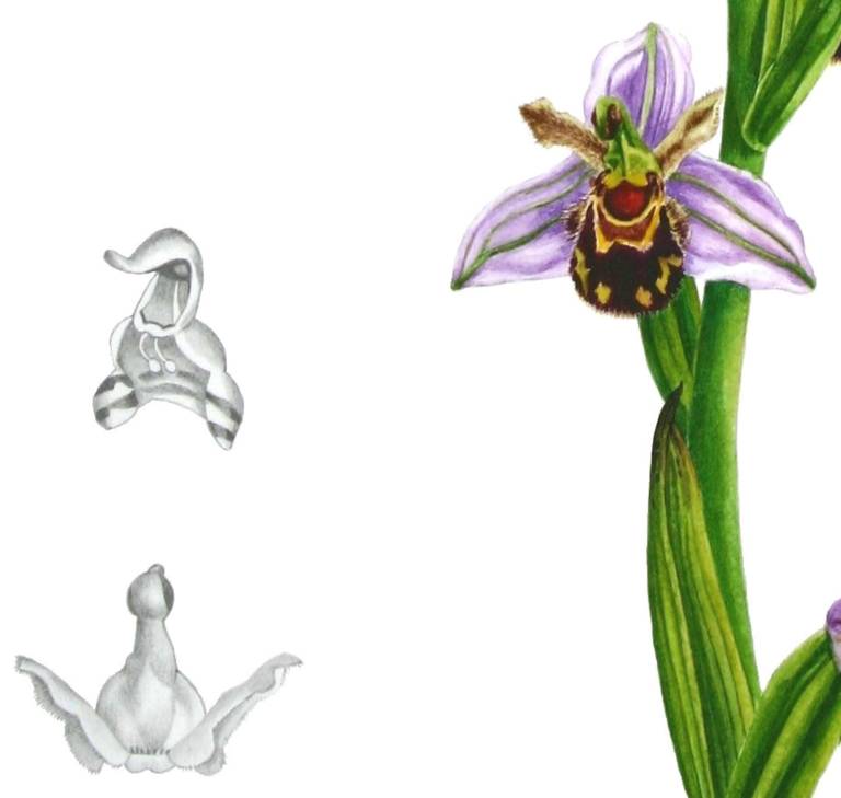 Bee Orchids - Zoe Elizabeth Norman