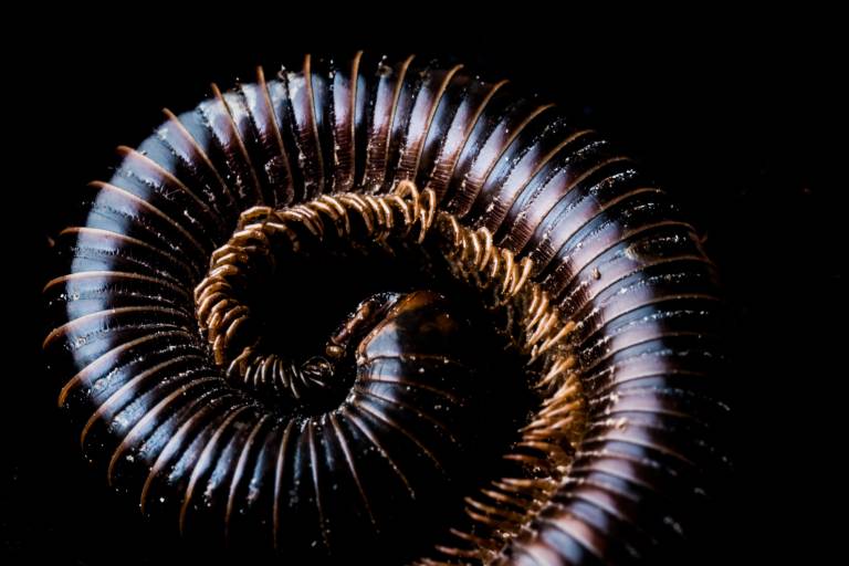 Curl - Louise Knaresborough