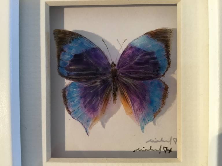  Purple and Blue Butterfly 21-7-01 - Michael Dix