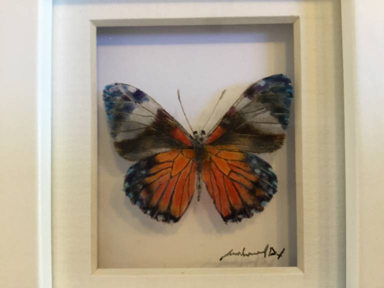 Michael Dix - Orange and Blue Butterfly 21-7-06