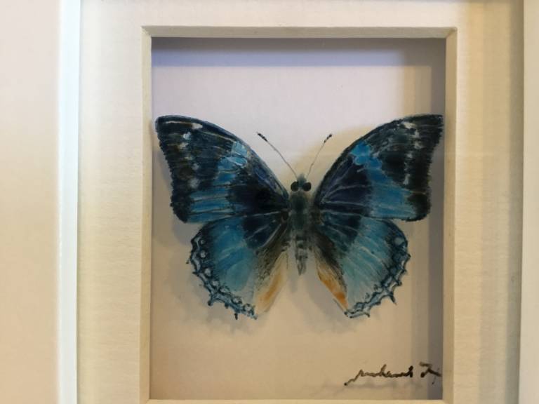 Michael Dix - Blue Pointed Wing Butterfly 21-7-07