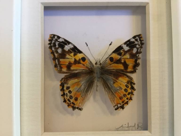 Michael Dix - Gold and Black  Butterfly 21-7-08