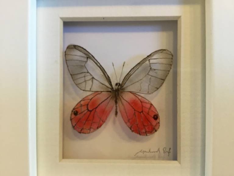 Michael Dix - Pink opaque butterfly 21-7-10