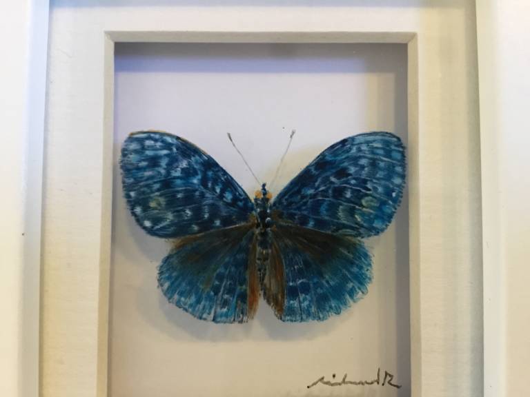 Blue Curved Wing butterfly 21-7-11 - Michael Dix