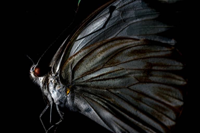 Louise Knaresborough - Silvermoth