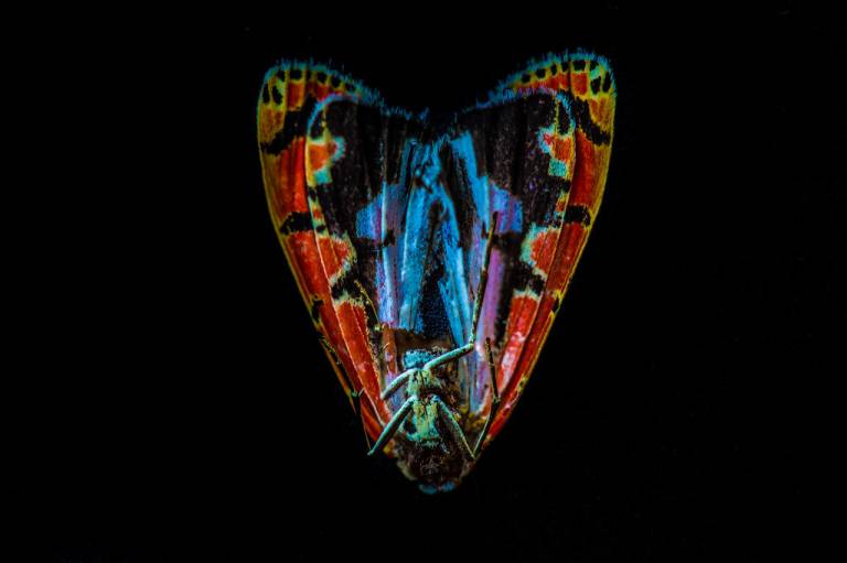 Inverted - Louise Knaresborough