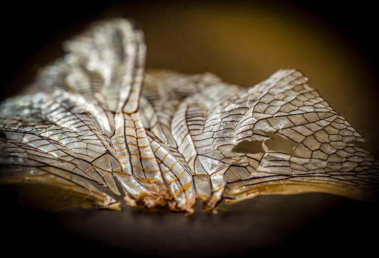 Louise Knaresborough - Lying in the shadows