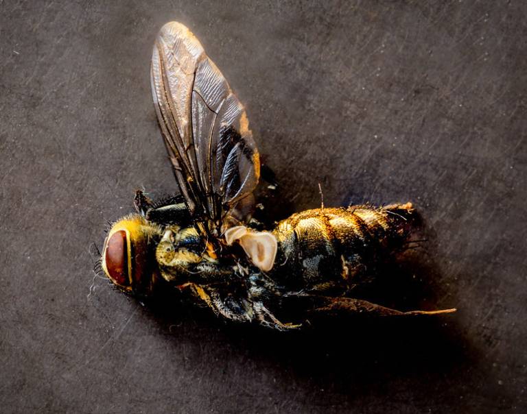 Gathering Dust - Louise Knaresborough