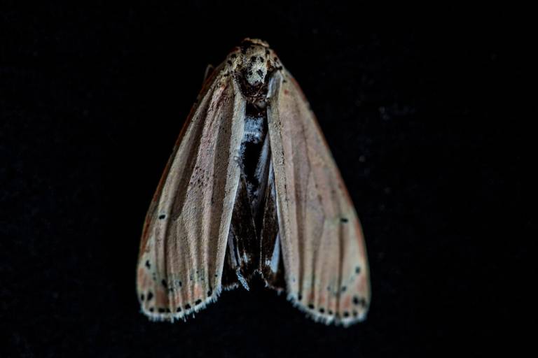 Louise Knaresborough - Brown moth