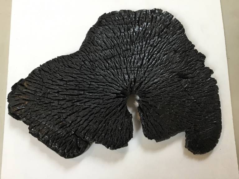 Brain slice 1 - Roderick Scott