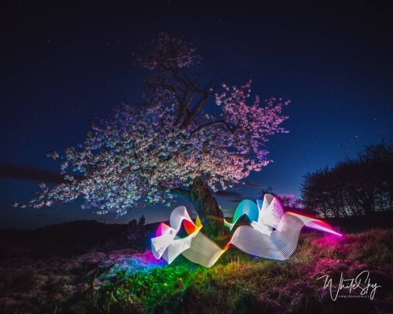 Simon White - Dancing Spirits at the Cherry Tree