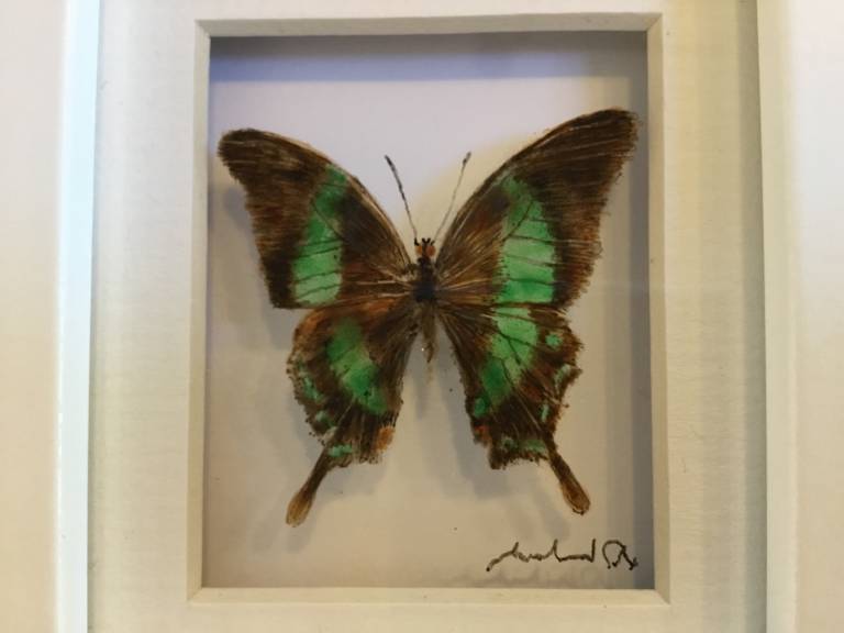 Green Butterfly 21-7-03 - Michael Dix