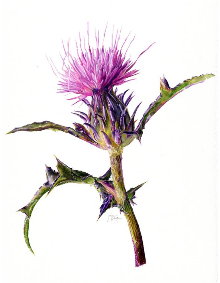 Thistle  - Janie Pirie