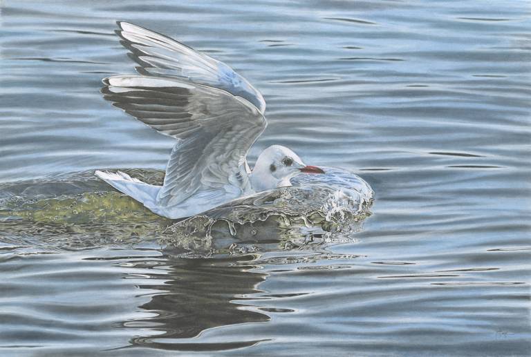 The Seagull Has Landed - Janie Pirie