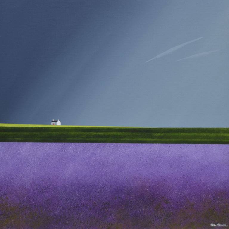 Norfolk Lavender - Peter Heard