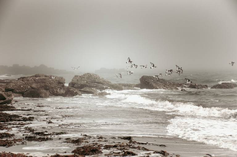 Oystercatchers - Sarah Morton