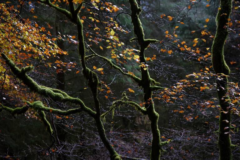 Hidden Beech - Bill  Baillie