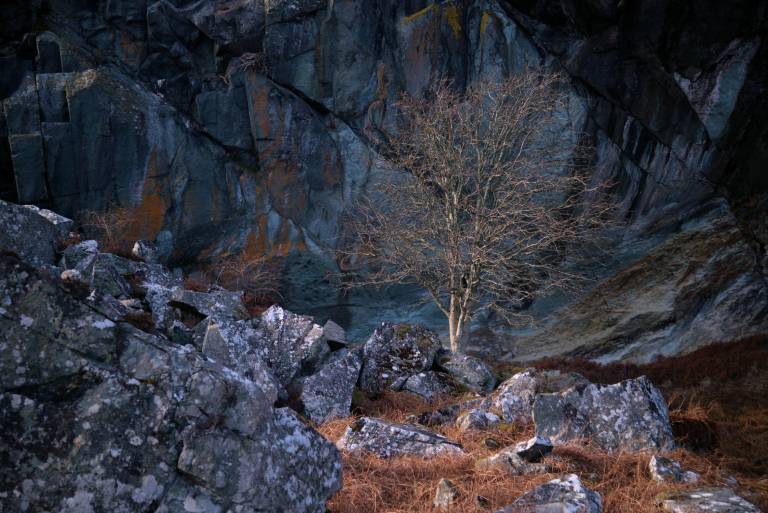 Nestled - Bill  Baillie