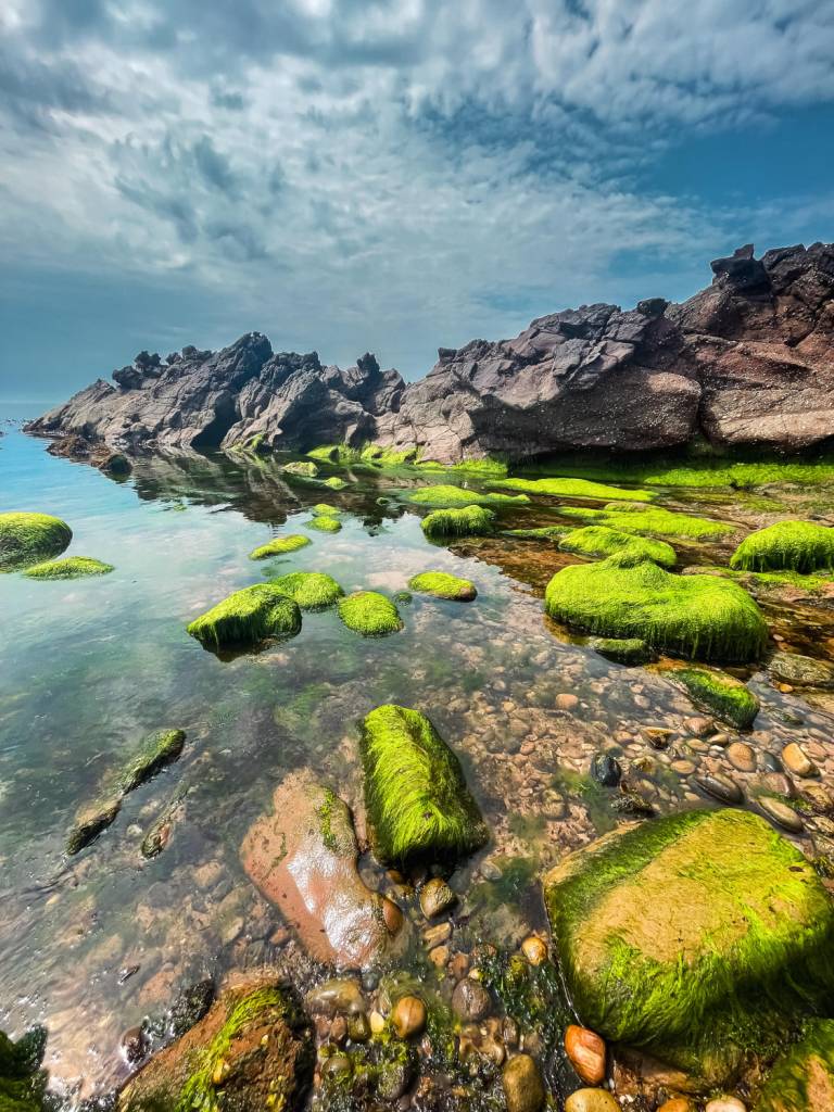 Seaweed - Sarah Morton