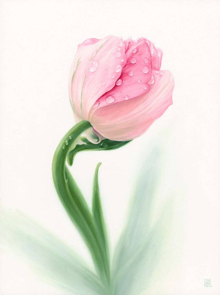 Pale Pink Tulip - Dawn Kay