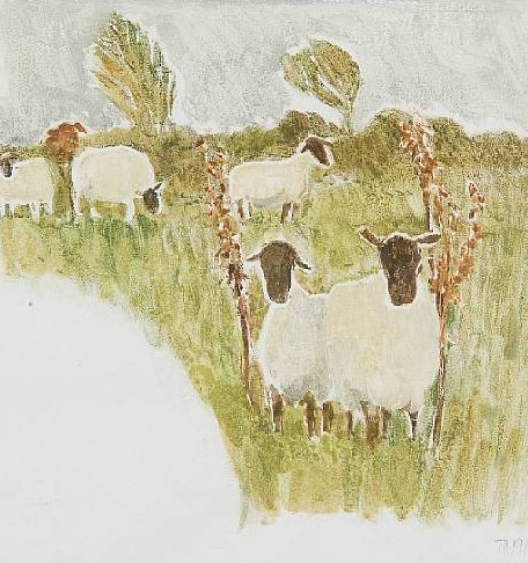 Sheep In A Landscape - Tessa Newcomb