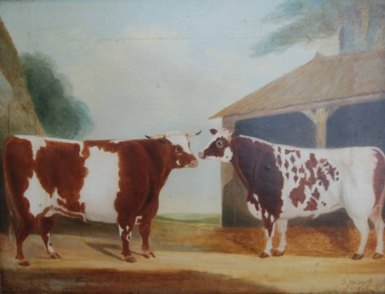 Two Cows - John Hobart