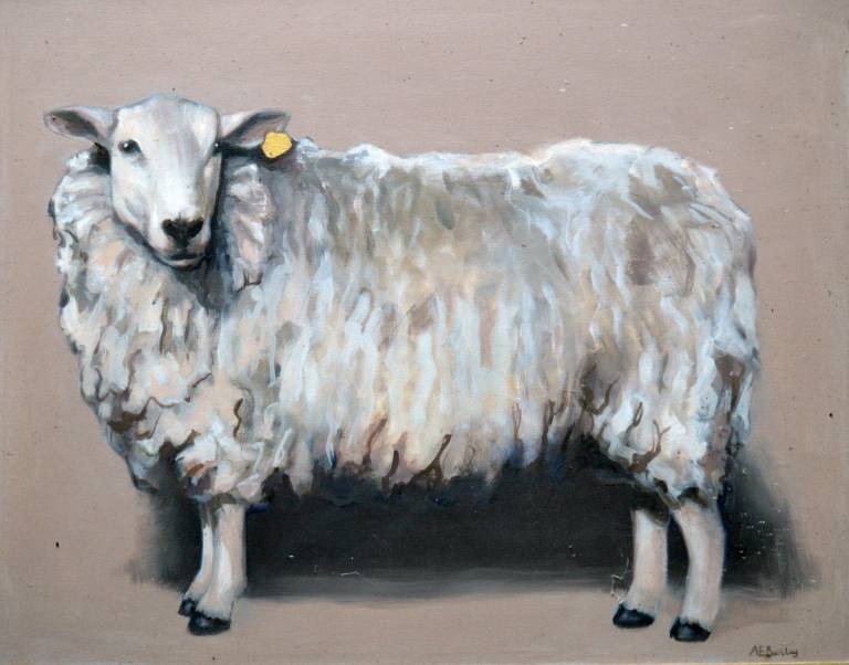 Sheep - Antonia Barclay
