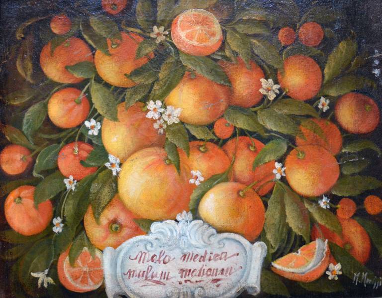 Unknown - Oranges in a Decorative Group