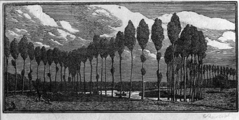 Gwen Raverat - Poplars