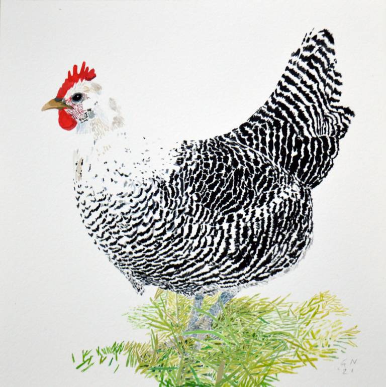 Gianni Notarianni - Speckled Hen