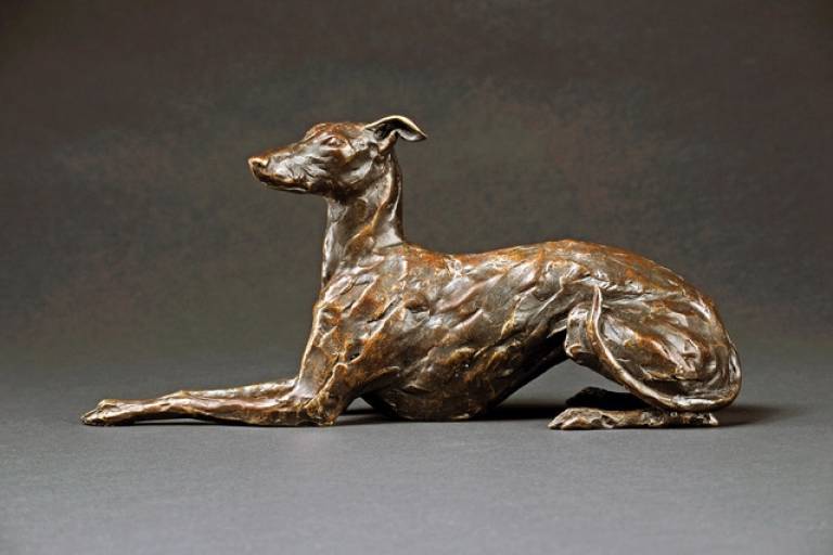Greyhound/Lurcher
