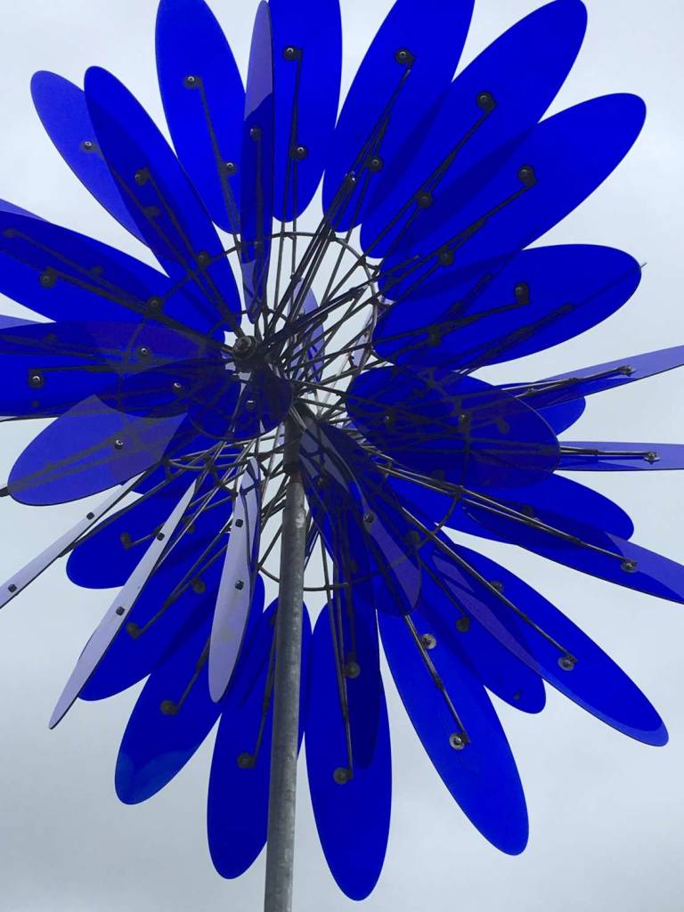 Blue Windflower
