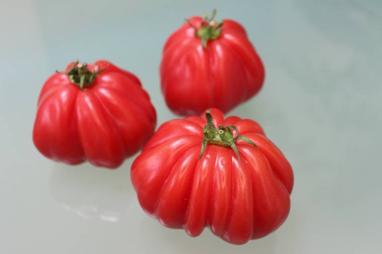 TOMATO & CHILLI - Sandra Menant