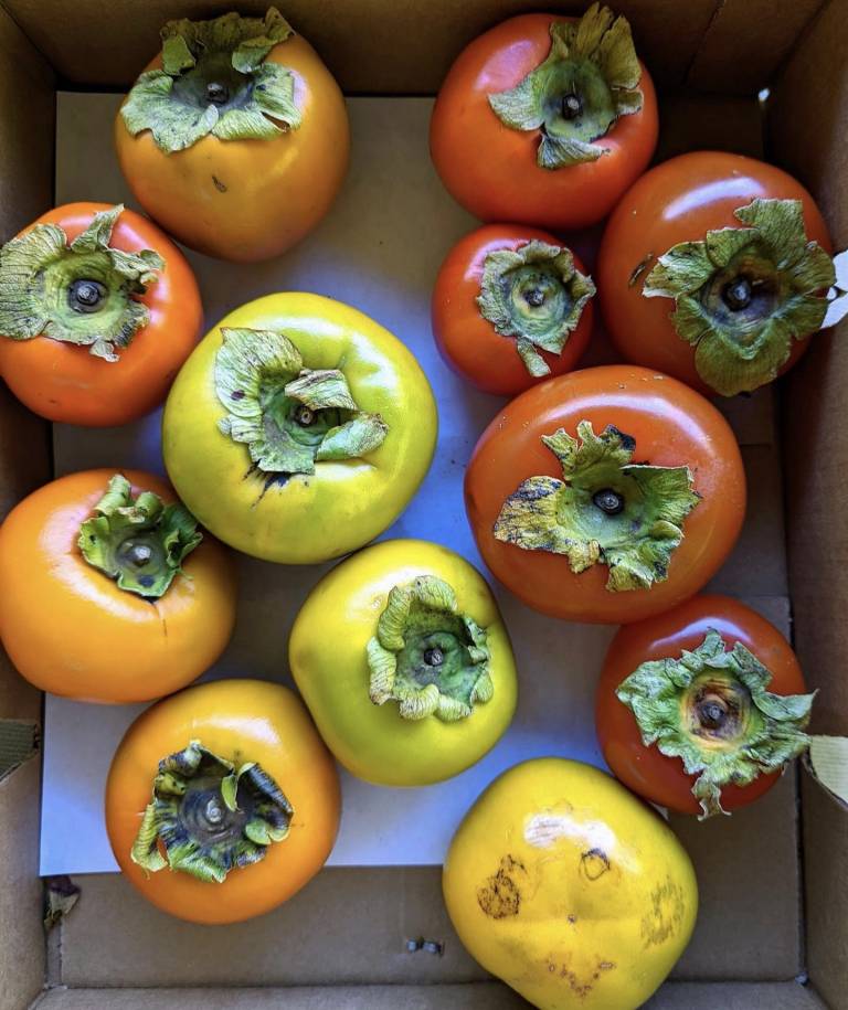 KAKI GINKGO MOON - Sandra Menant