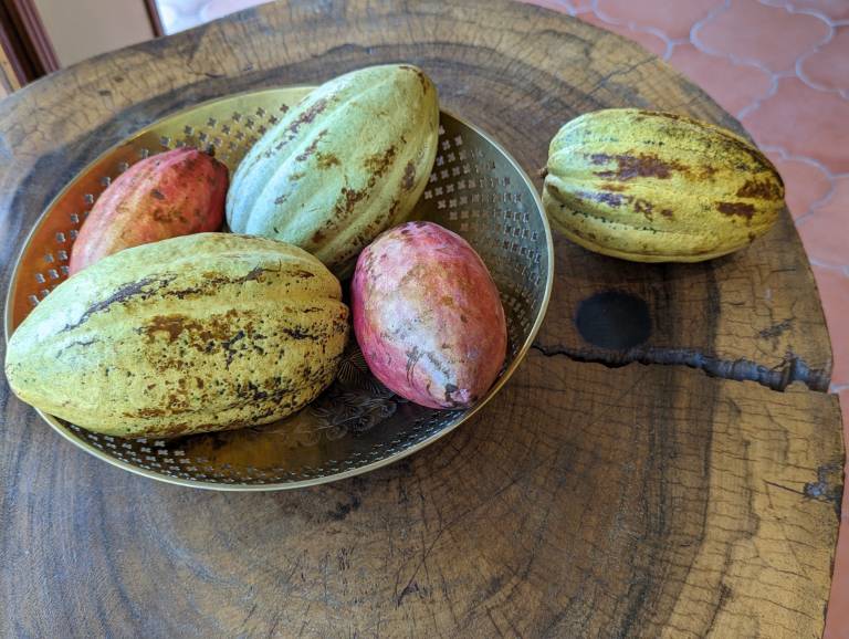 CACAO GUATEMALA - Sandra Menant