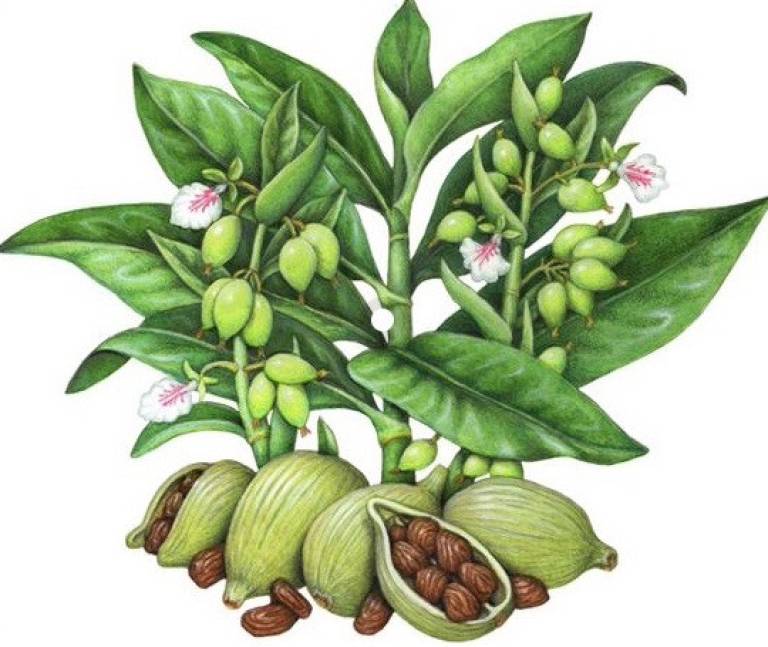 CARDAMOM - Sandra Menant