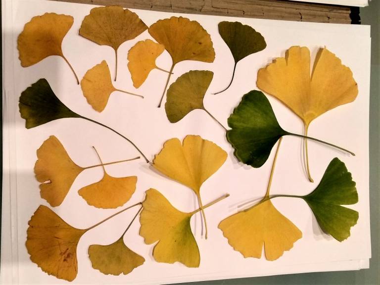 KAKI GINKGO - Sandra Menant