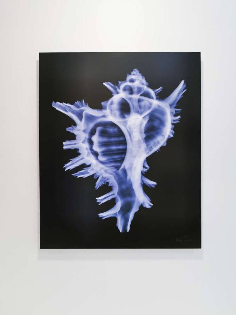 Conch C-Sharp - Hugh Turvey