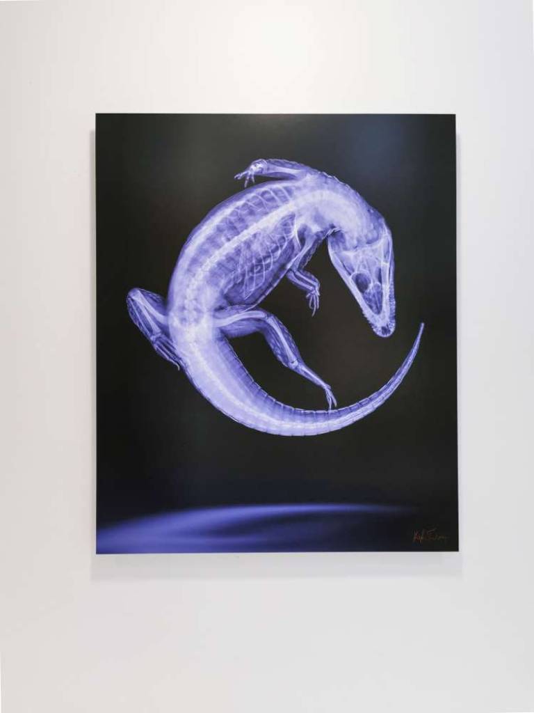 Dance By The Light Of The Moon - Hugh Turvey