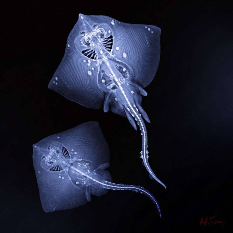 Thornback Rays ♀♂ - Hugh Turvey