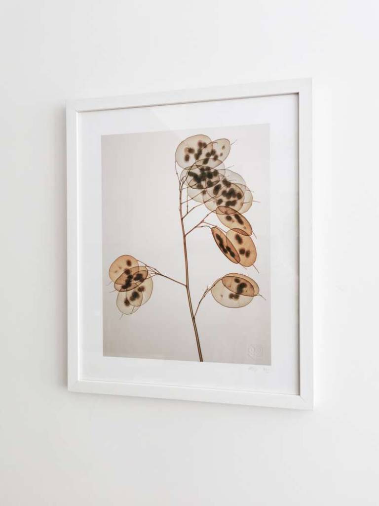 ゴウダソウ GENUS LUNARIA - Hugh Turvey